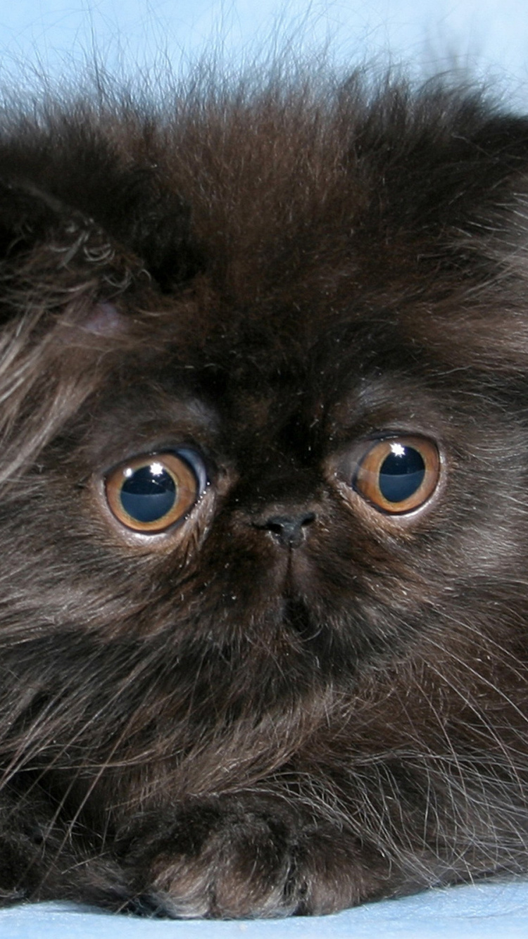 Black Long Fur Cat on White Background. Wallpaper in 750x1334 Resolution