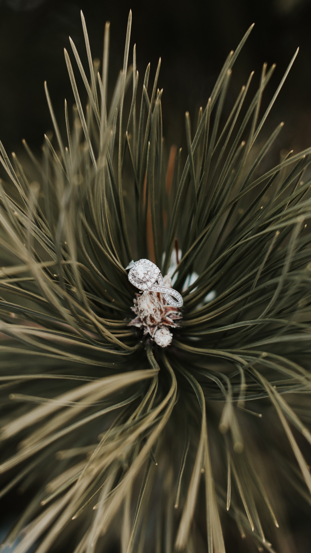 Ring, Baum, Rote Kiefer, Familie Kiefer, Close Up. Wallpaper in 1080x1920 Resolution