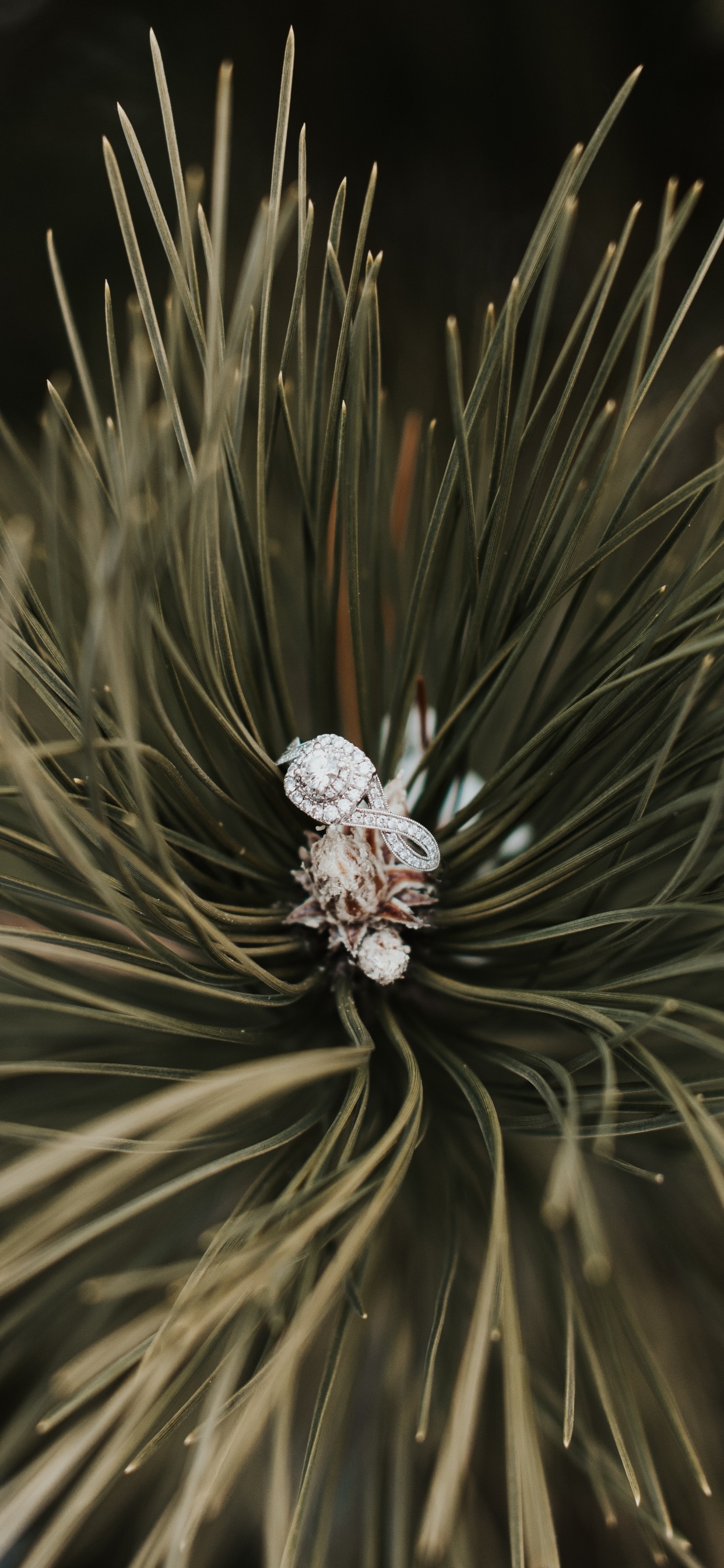 Ring, Baum, Rote Kiefer, Familie Kiefer, Close Up. Wallpaper in 1242x2688 Resolution