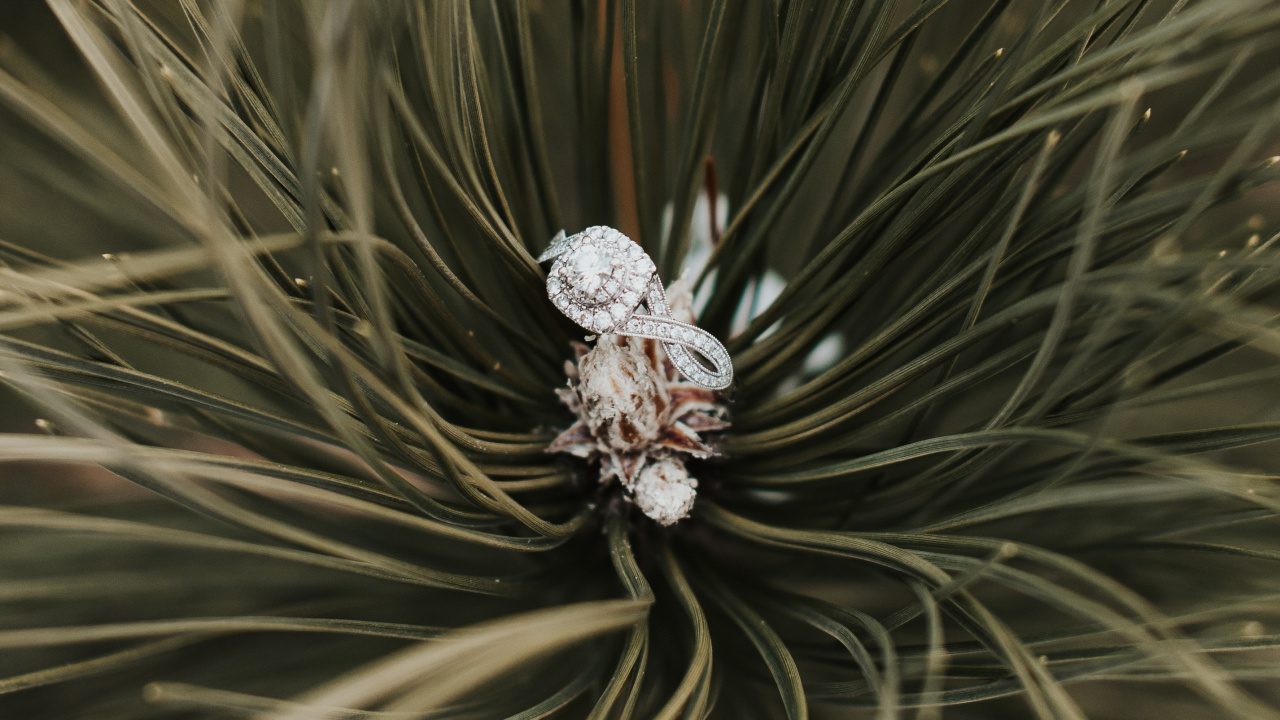 Ring, Baum, Rote Kiefer, Familie Kiefer, Close Up. Wallpaper in 1280x720 Resolution