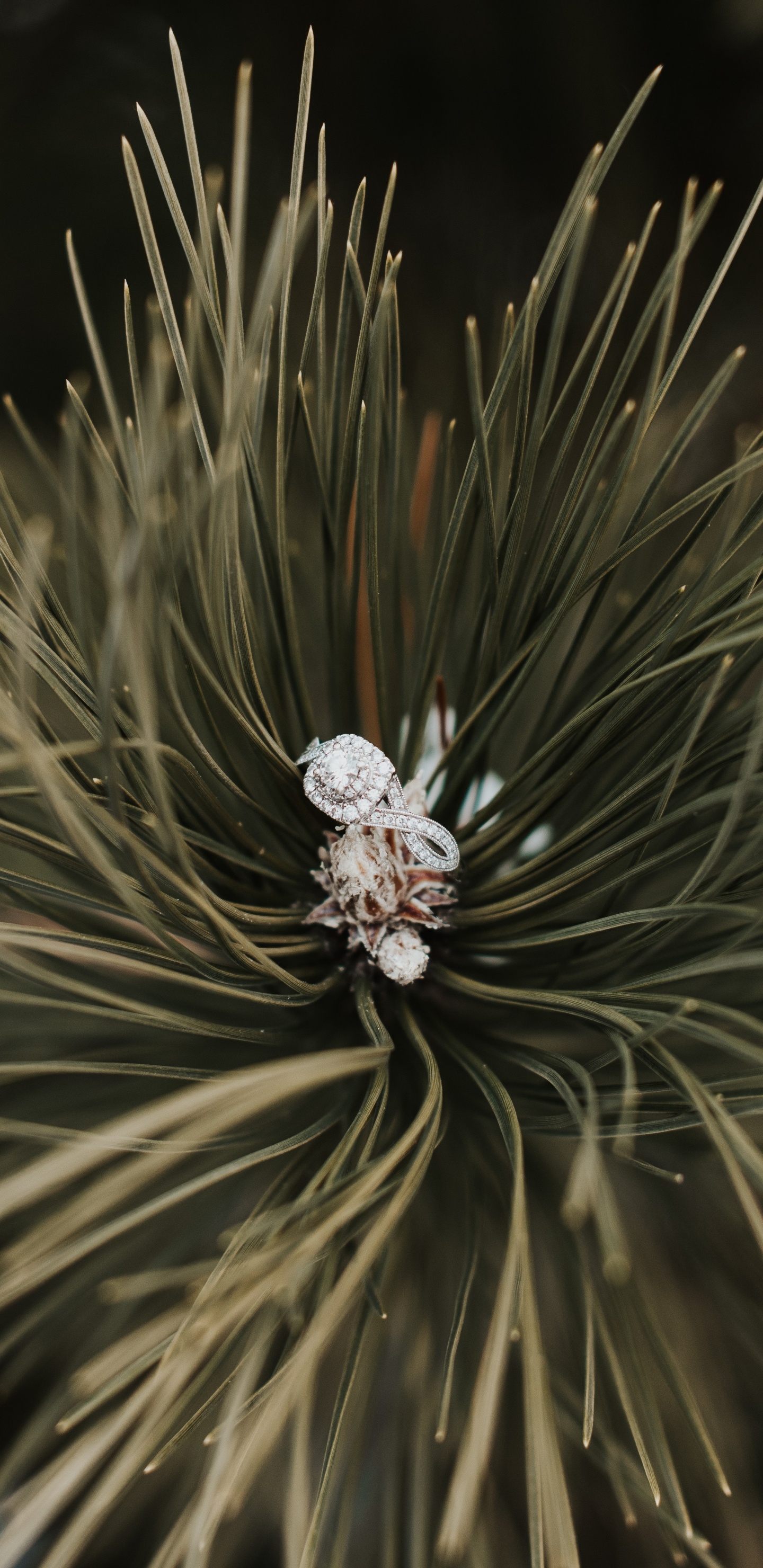 Ring, Baum, Rote Kiefer, Familie Kiefer, Close Up. Wallpaper in 1440x2960 Resolution