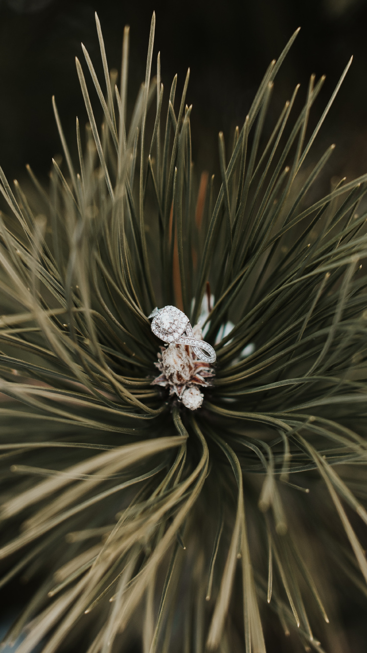 Ring, Baum, Rote Kiefer, Familie Kiefer, Close Up. Wallpaper in 750x1334 Resolution