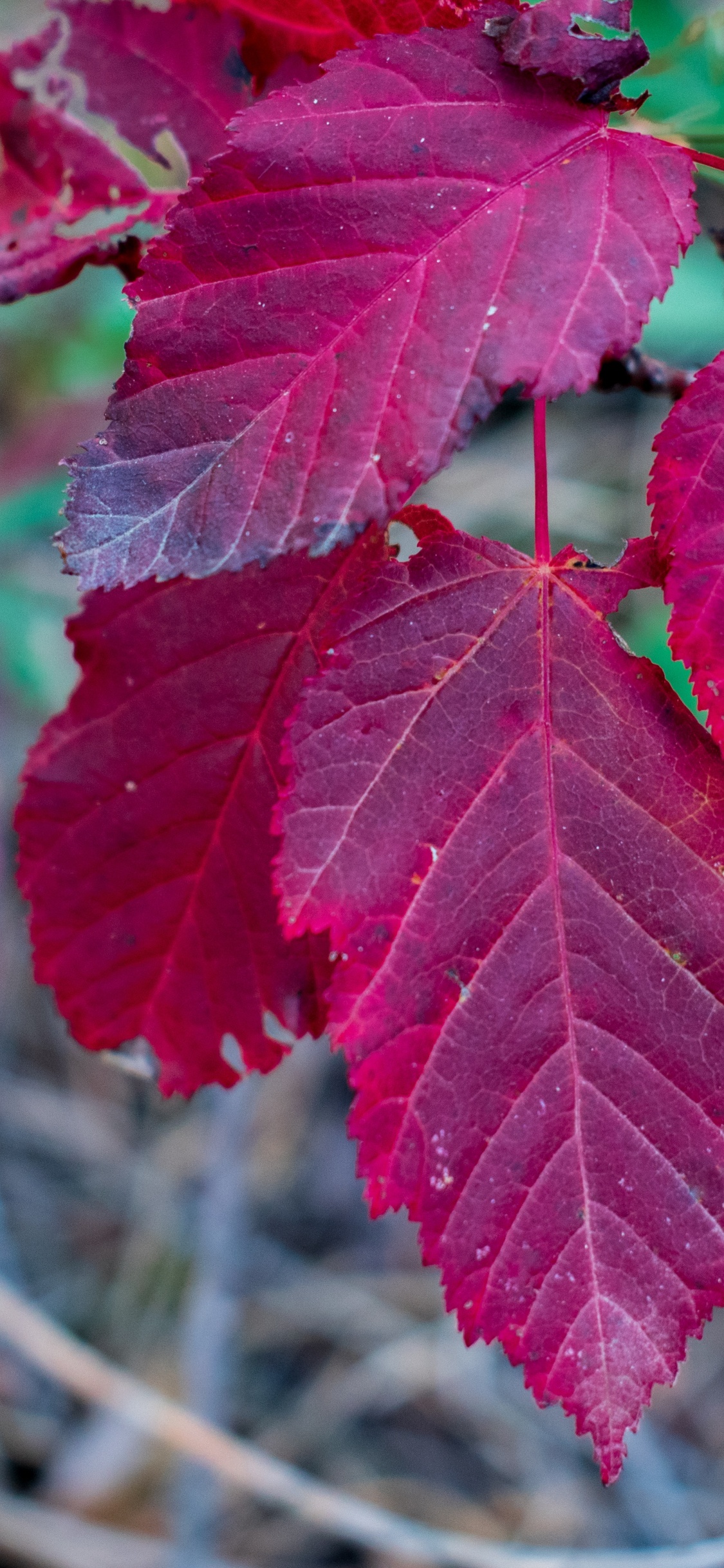 Blatt, Maple Leaf, Ahorn, Biologie, Wissenschaft. Wallpaper in 1125x2436 Resolution