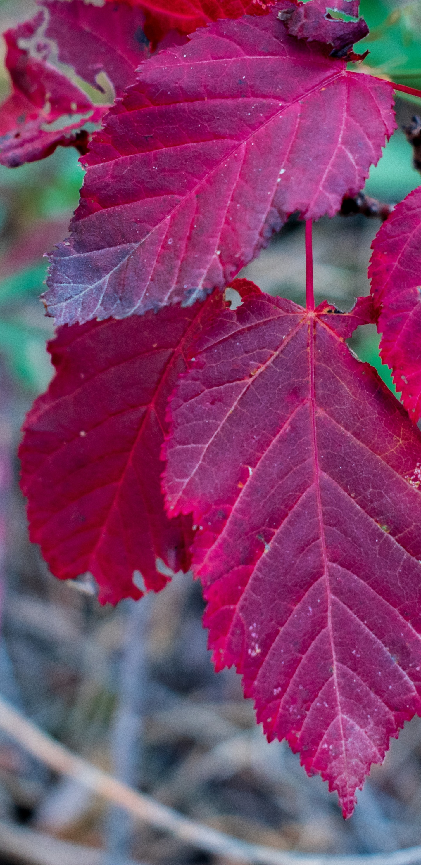 Blatt, Maple Leaf, Ahorn, Biologie, Wissenschaft. Wallpaper in 1440x2960 Resolution