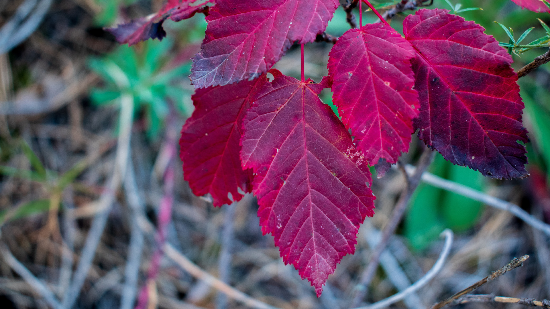 Blatt, Maple Leaf, Ahorn, Biologie, Wissenschaft. Wallpaper in 1920x1080 Resolution