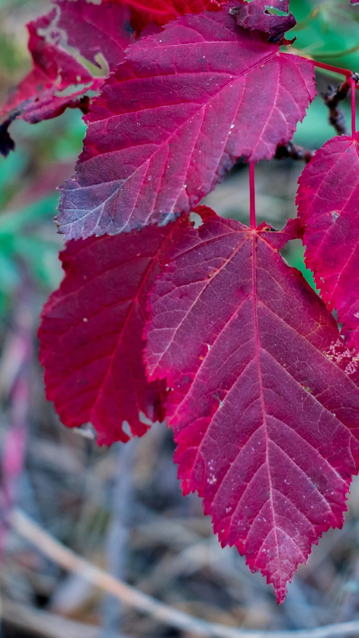 Blatt, Maple Leaf, Ahorn, Biologie, Wissenschaft. Wallpaper in 720x1280 Resolution