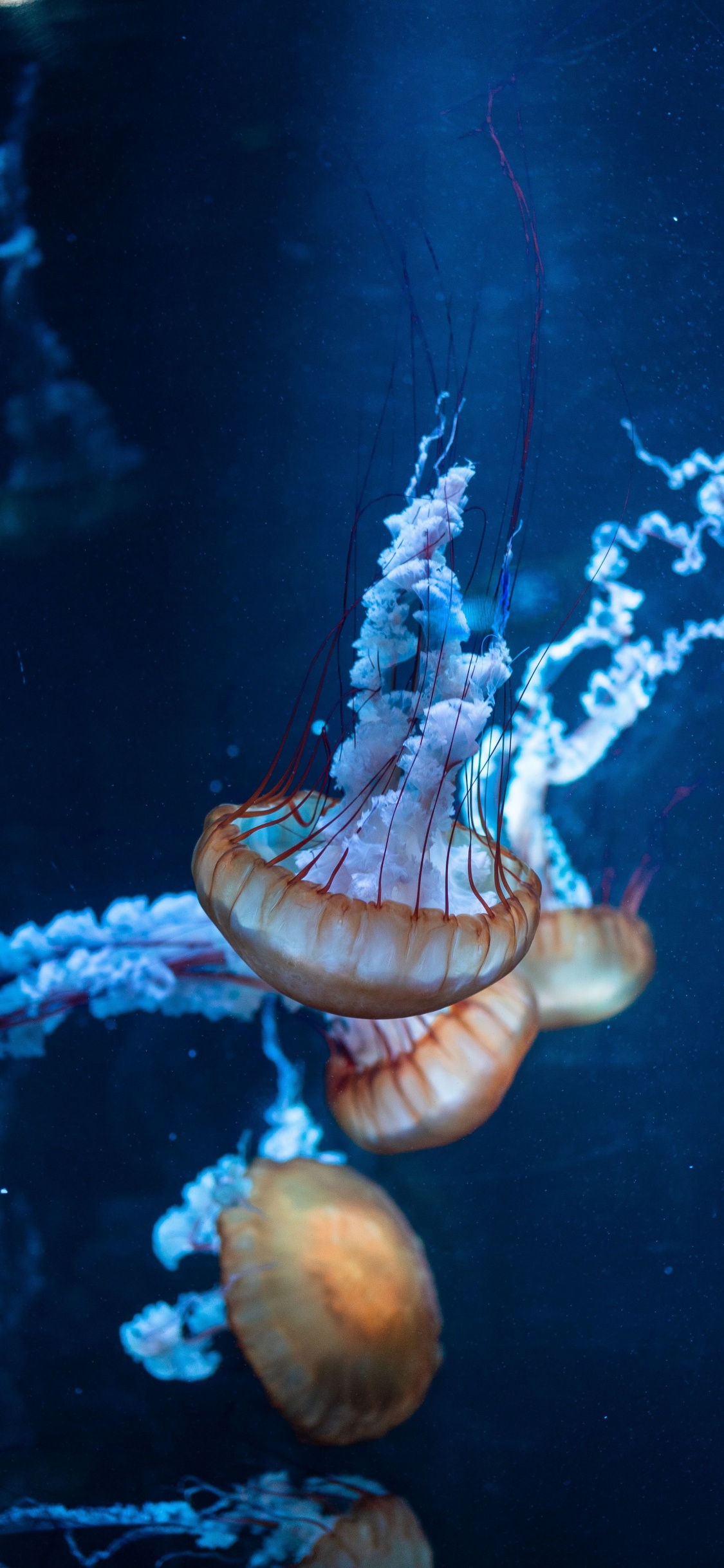 Brown and White Jellyfish in Water. Wallpaper in 1125x2436 Resolution