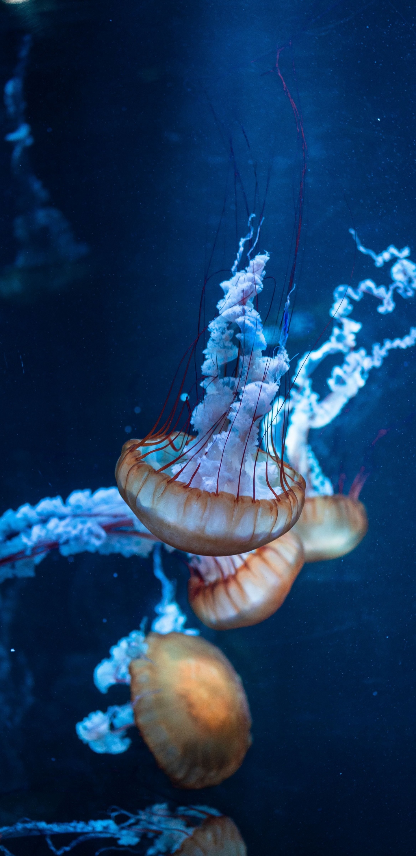 Brown and White Jellyfish in Water. Wallpaper in 1440x2960 Resolution