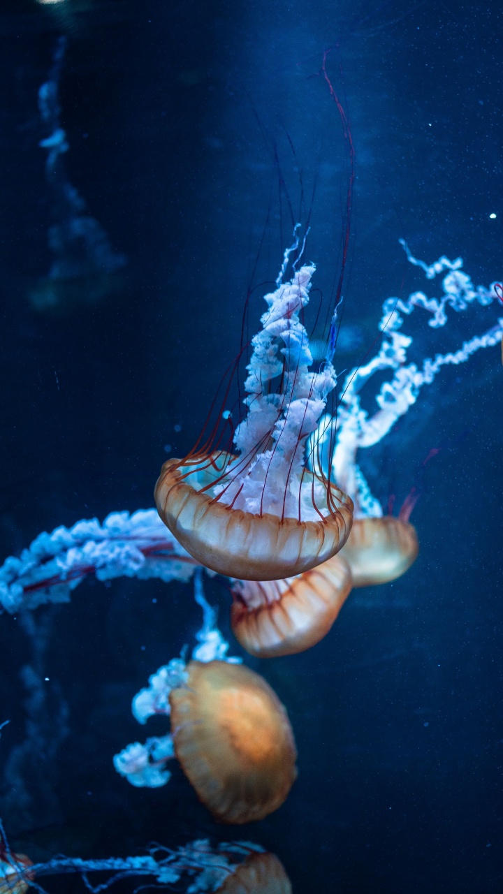 Brown and White Jellyfish in Water. Wallpaper in 720x1280 Resolution