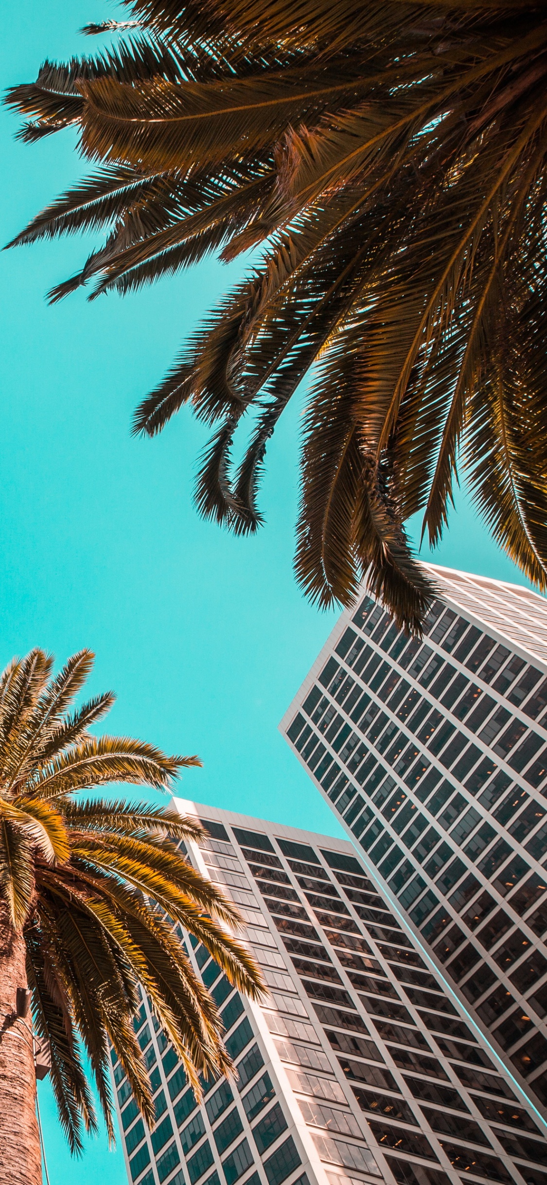 Design, Gebäude, Tageszeit, Licht, Botanik. Wallpaper in 1125x2436 Resolution