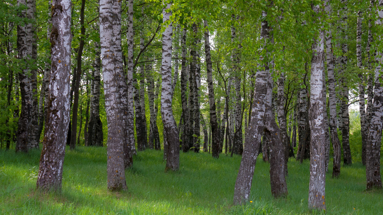 Grüne Wiese Mit Bäumen. Wallpaper in 1280x720 Resolution