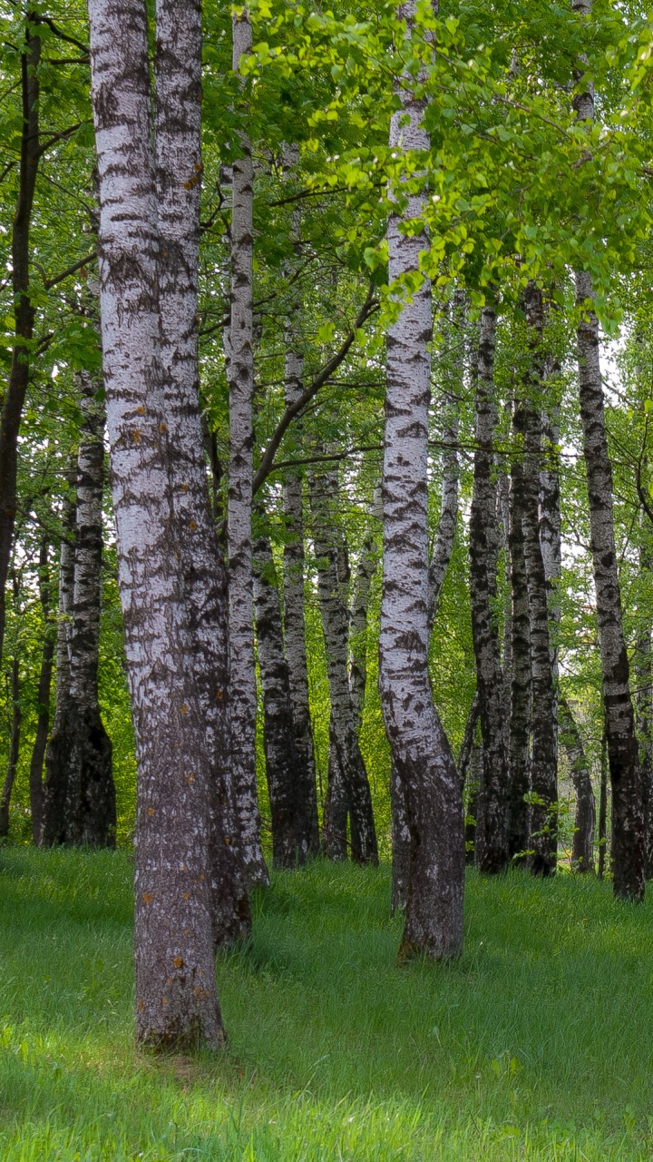 Green Grass Field With Trees. Wallpaper in 720x1280 Resolution