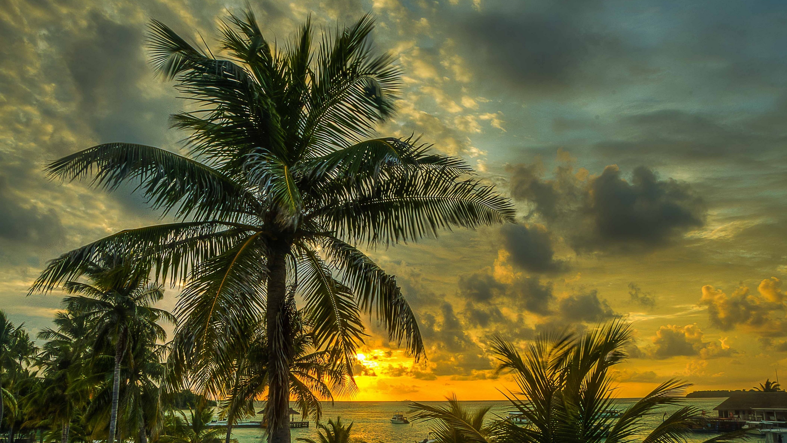 Palmier Sous Ciel Nuageux au Coucher du Soleil. Wallpaper in 2560x1440 Resolution