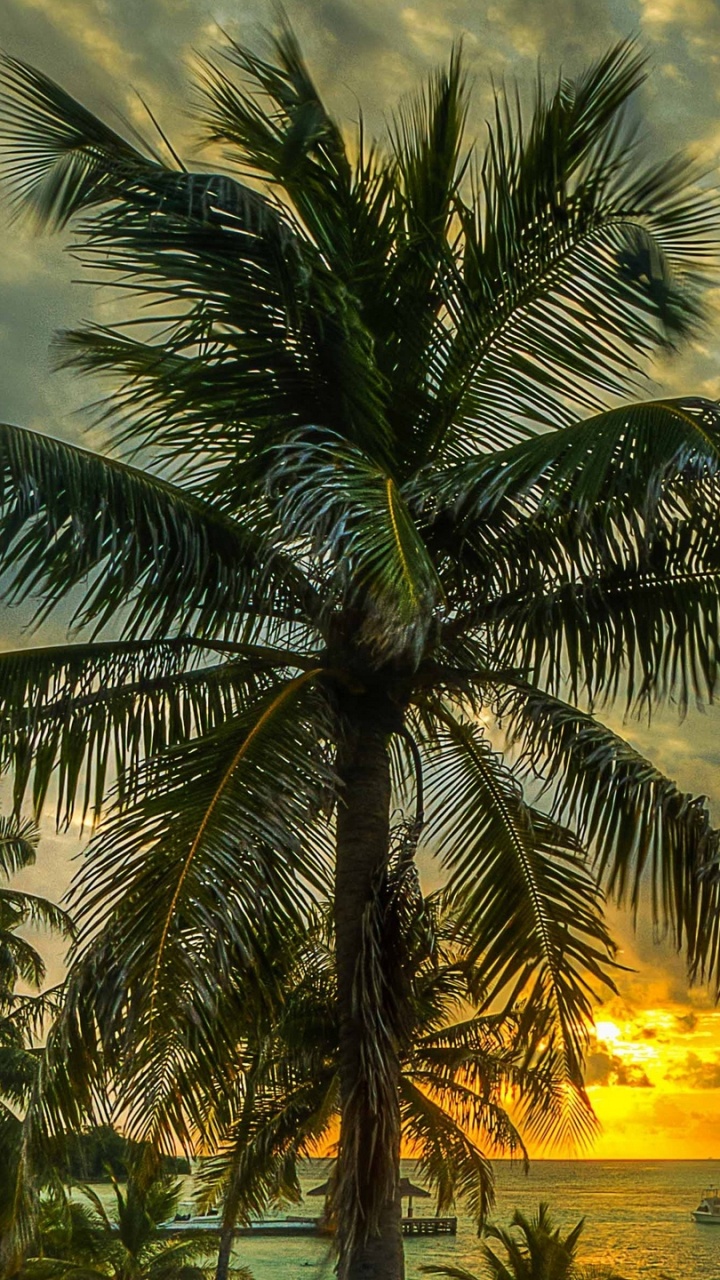 Palme Unter Bewölktem Himmel Bei Sonnenuntergang. Wallpaper in 720x1280 Resolution