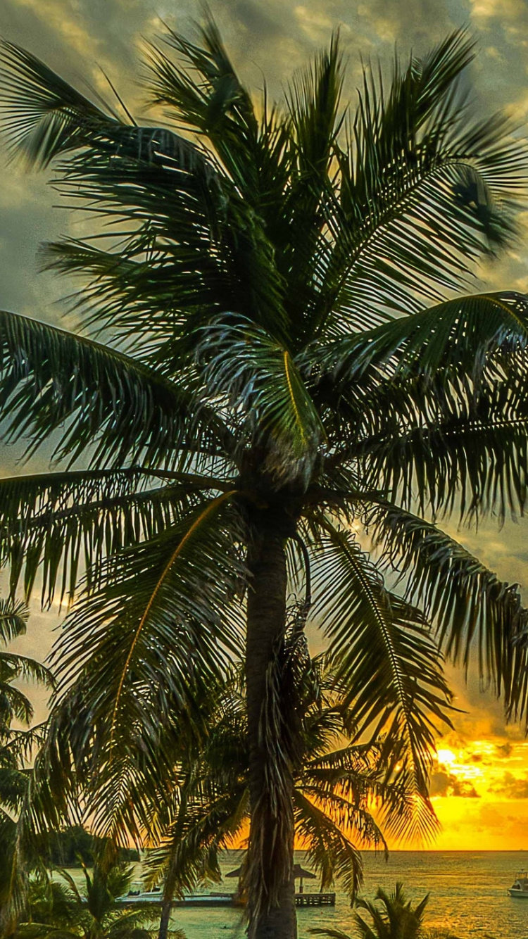 Palme Unter Bewölktem Himmel Bei Sonnenuntergang. Wallpaper in 750x1334 Resolution