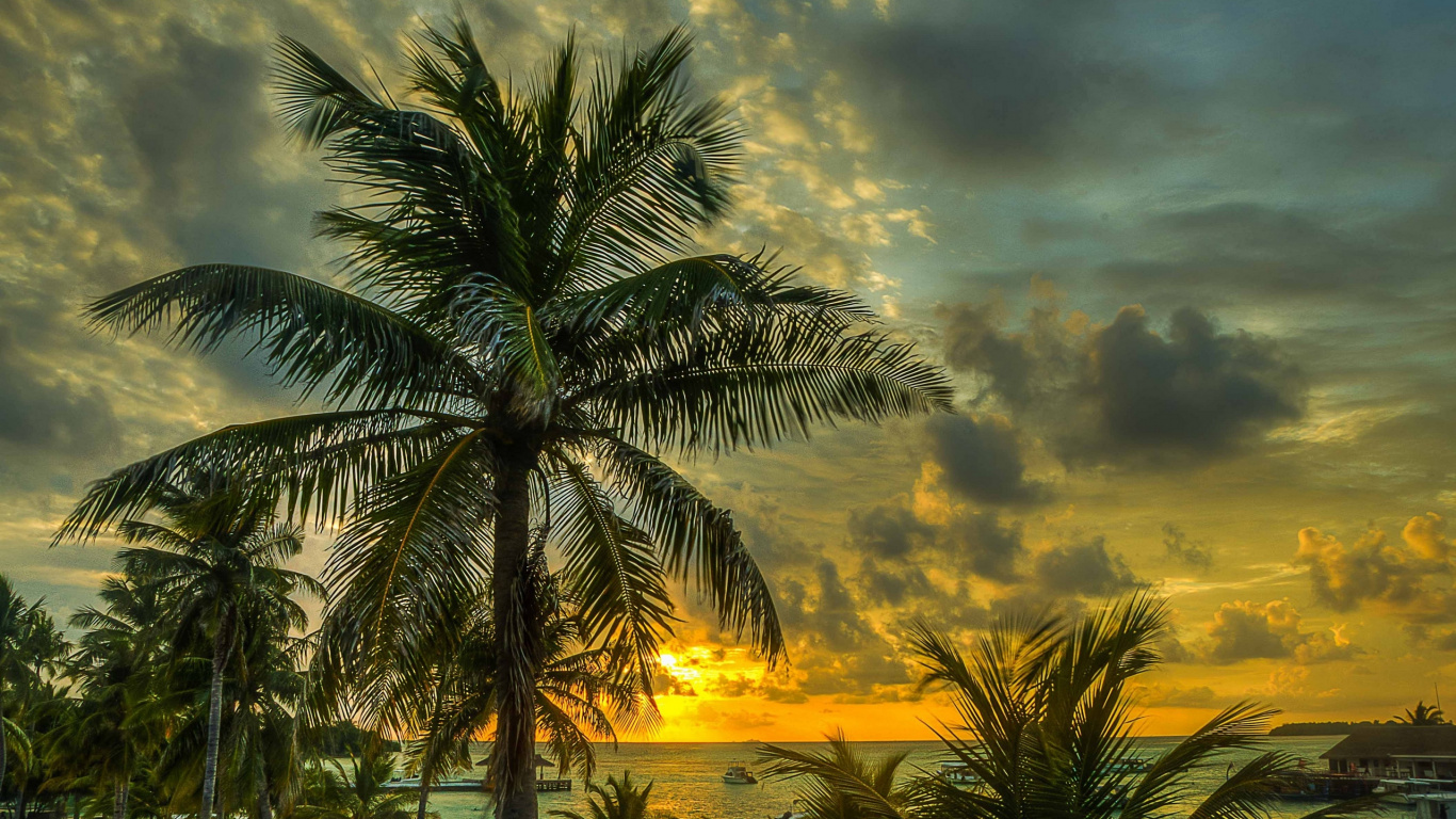 Palm Tree Under Cloudy Sky During Sunset. Wallpaper in 1366x768 Resolution
