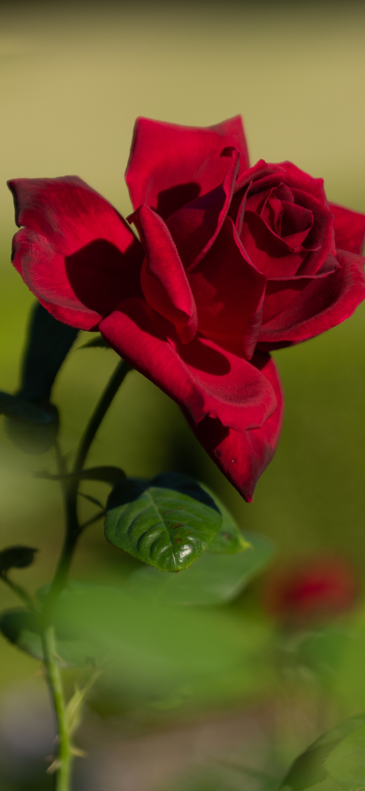Rose Rouge en Fleurs Pendant la Journée. Wallpaper in 1242x2688 Resolution