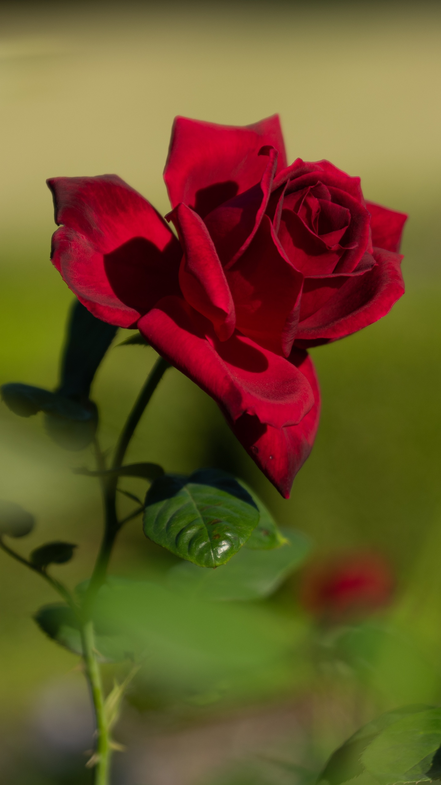 Rosa Roja en Flor Durante el Día. Wallpaper in 1440x2560 Resolution
