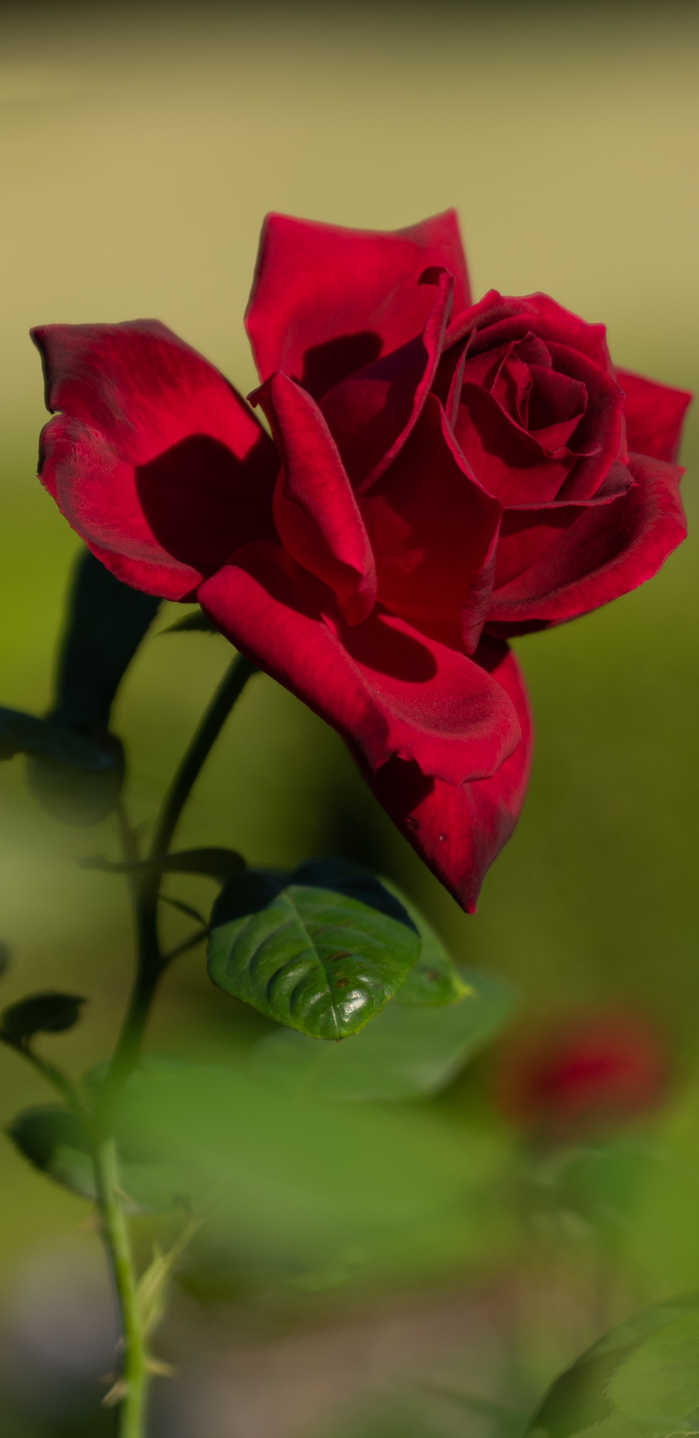Rosa Roja en Flor Durante el Día. Wallpaper in 1440x2960 Resolution