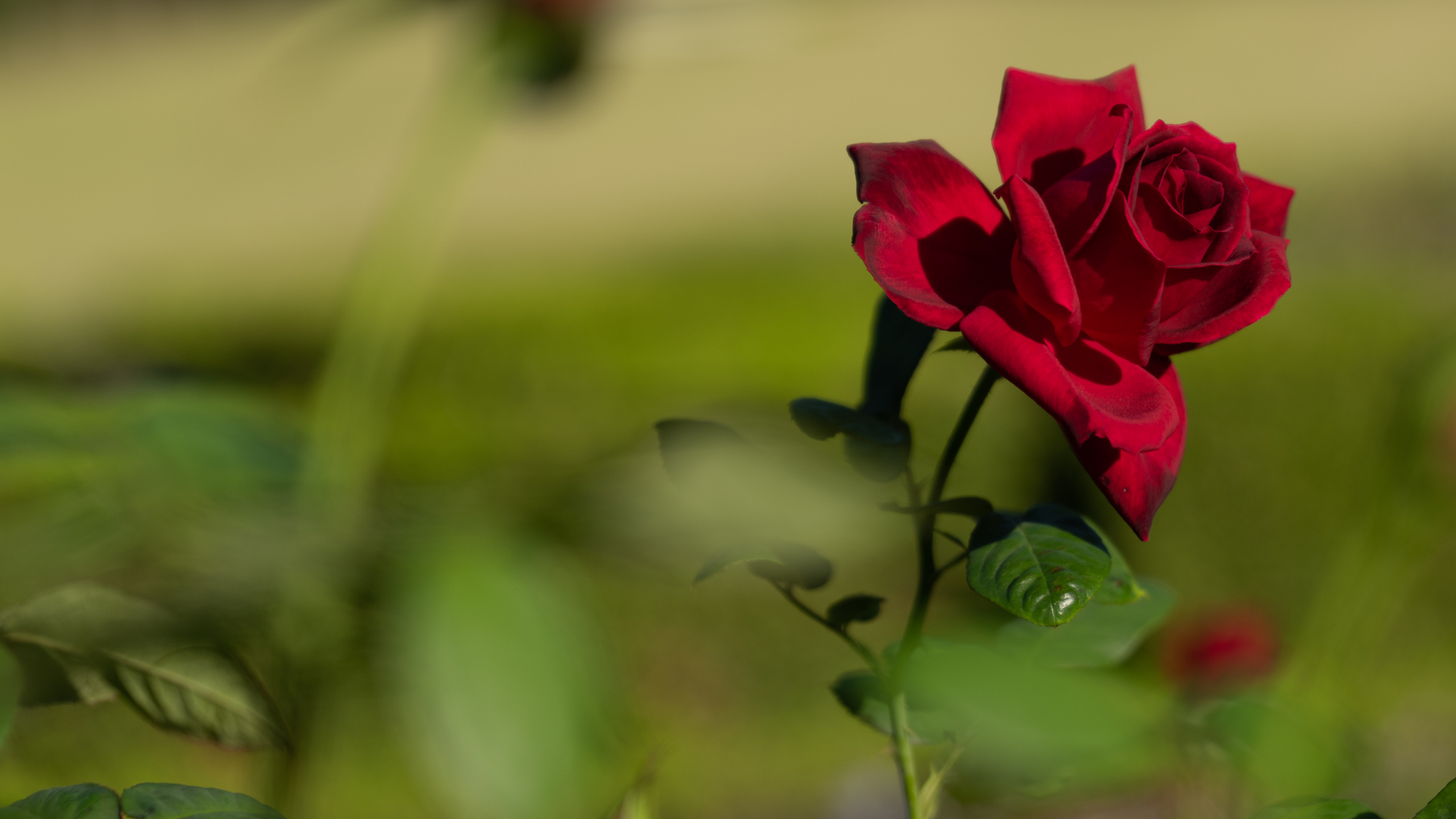 Rosa Roja en Flor Durante el Día. Wallpaper in 2560x1440 Resolution