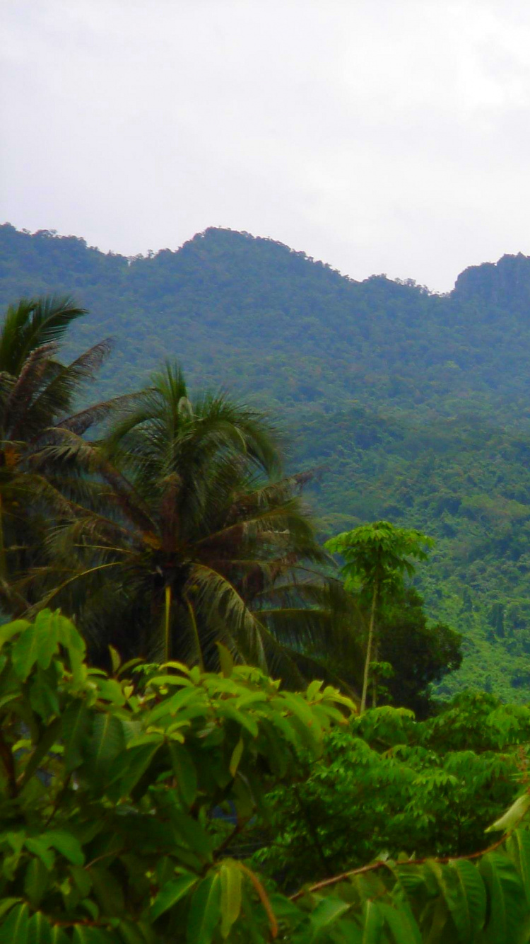 Green Trees on Mountain Under White Sky During Daytime. Wallpaper in 750x1334 Resolution