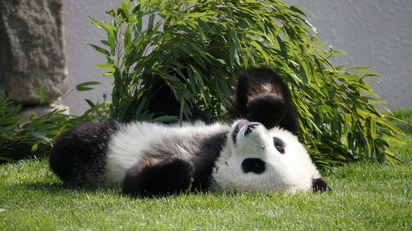 White and Black Panda on Green Grass. Wallpaper in 1366x768 Resolution