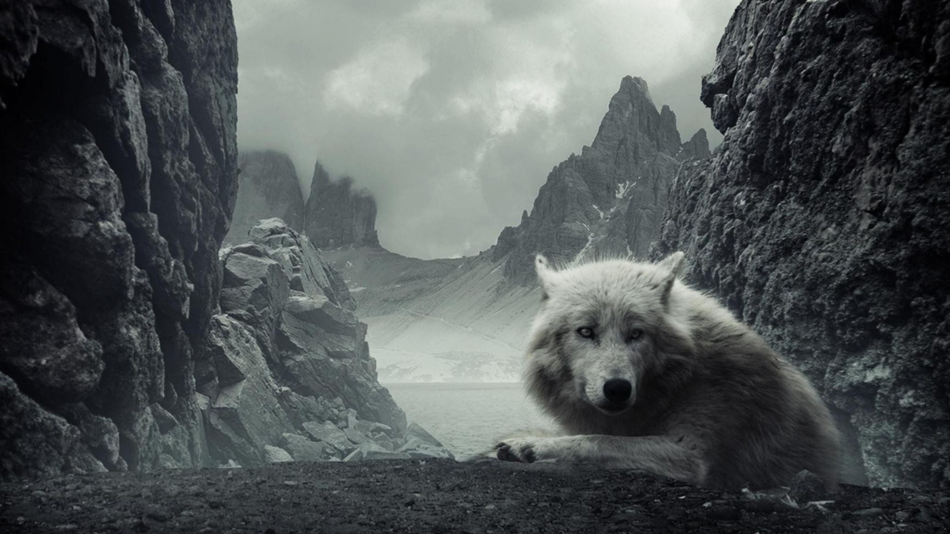 Canidés, Monochrome, L'apex Predator, Noir et Blanc, Loup Noir. Wallpaper in 1920x1080 Resolution