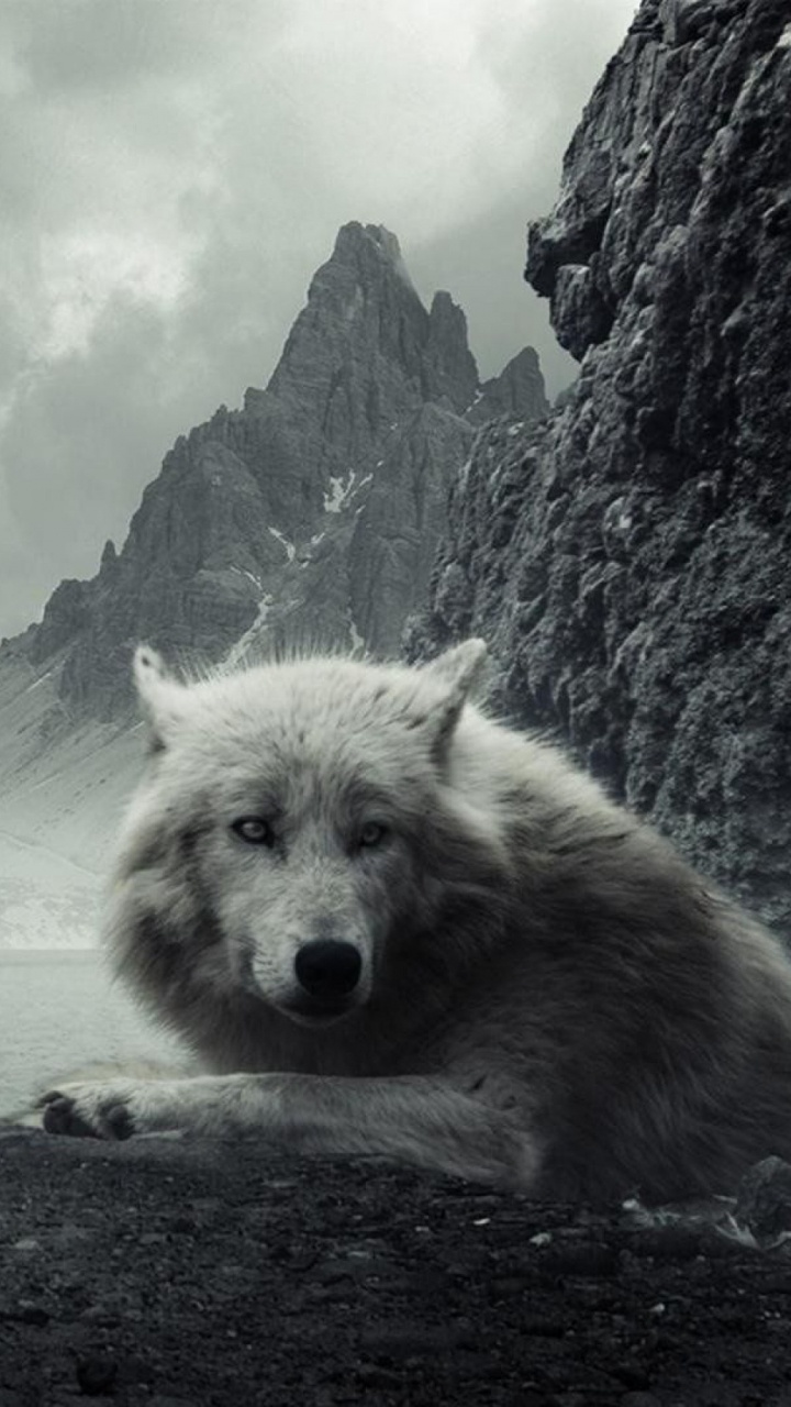 Wolf, Tierwelt, Canidae, Monochrom, Apex Predator. Wallpaper in 720x1280 Resolution
