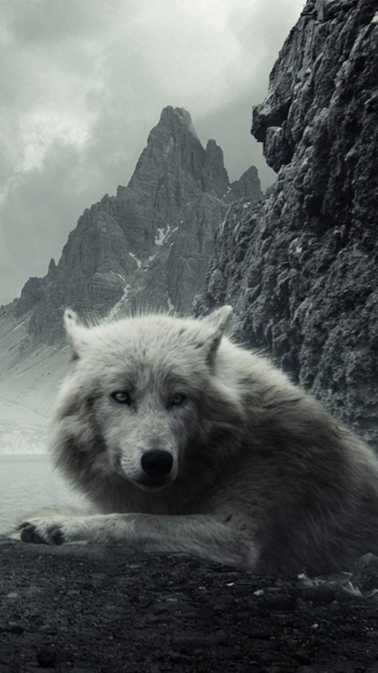 Wolf, Wildlife, Canidae, Monochrome, Apex Predator. Wallpaper in 750x1334 Resolution
