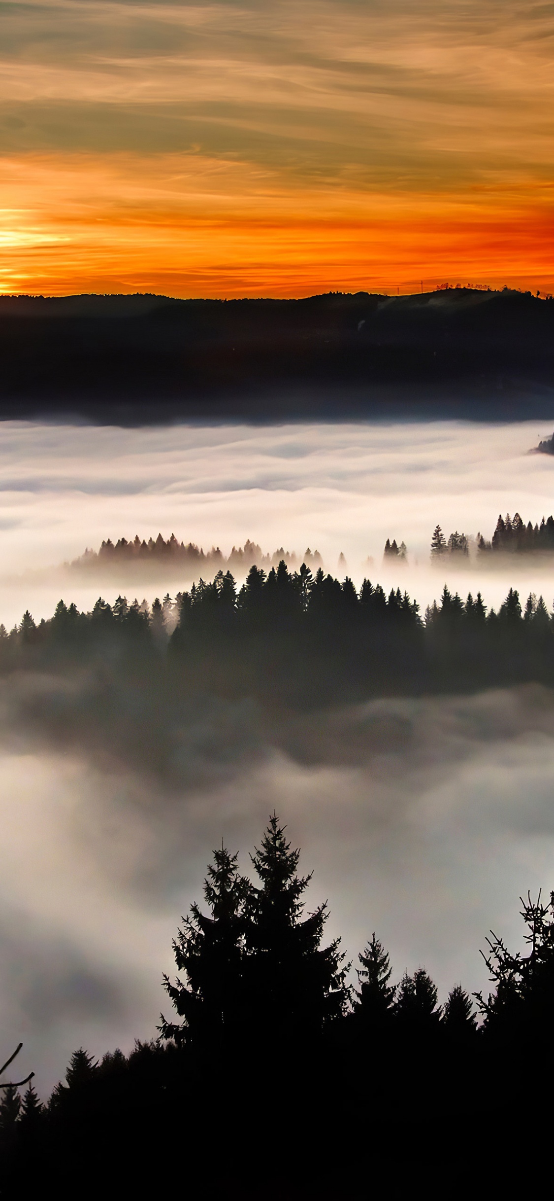 Silhouette, Tree, Sunrise, Morning, Sky. Wallpaper in 1125x2436 Resolution