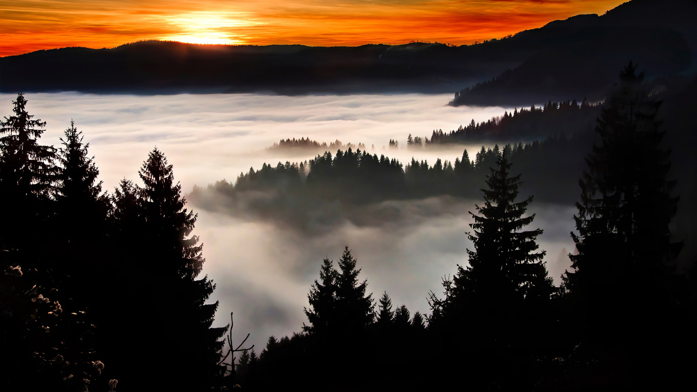 Silhouette, Tree, Sunrise, Morning, Sky. Wallpaper in 1366x768 Resolution