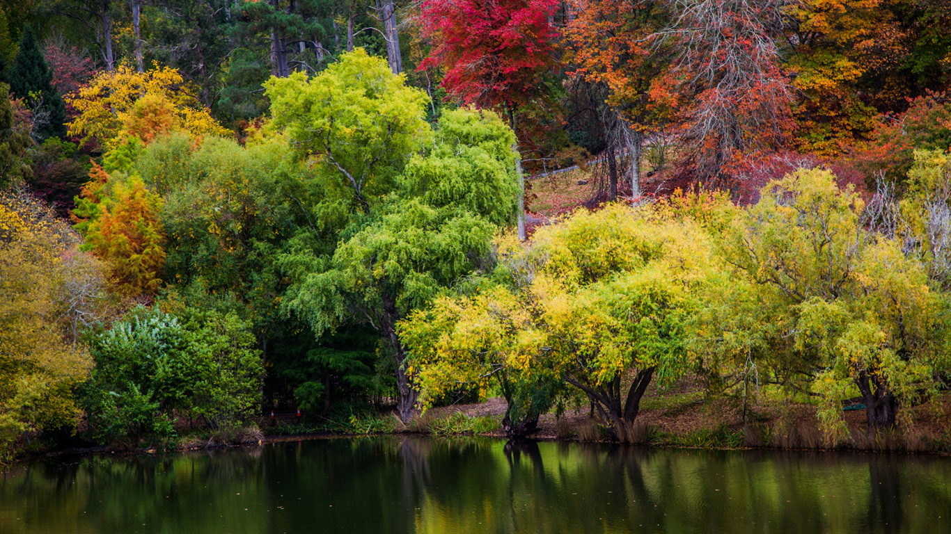 Tagsüber Grüne Und Rote Bäume Neben Dem Fluss. Wallpaper in 1366x768 Resolution