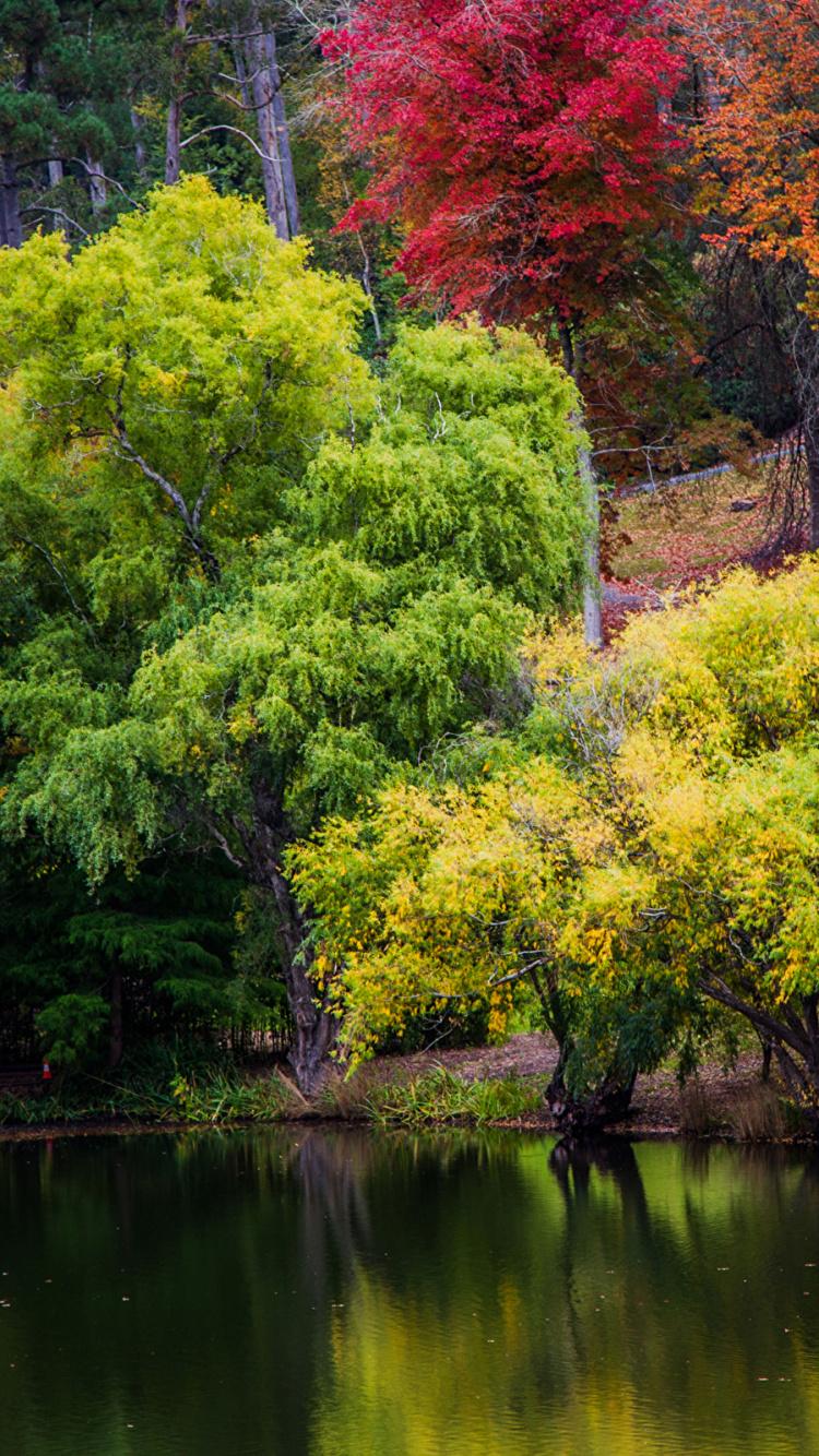 Tagsüber Grüne Und Rote Bäume Neben Dem Fluss. Wallpaper in 750x1334 Resolution