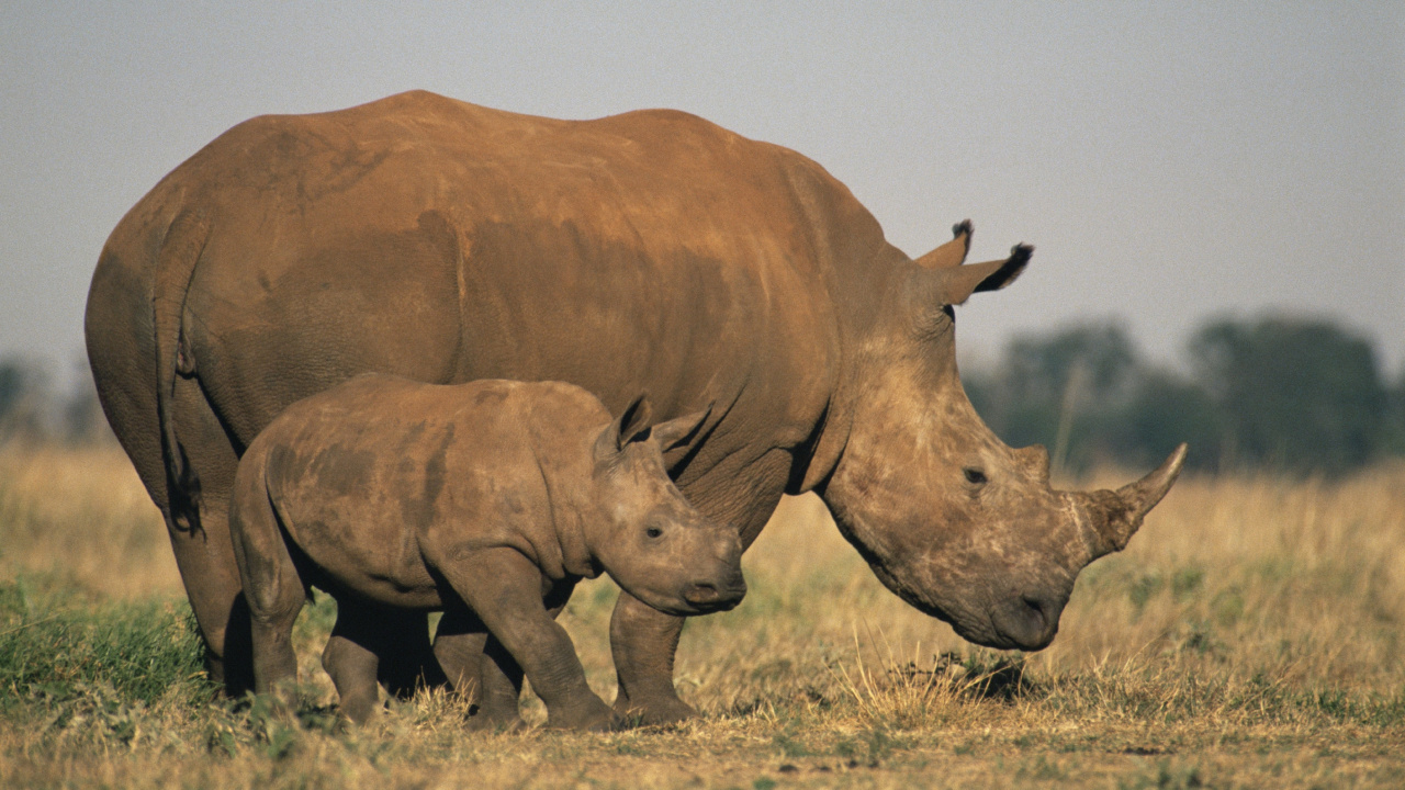 犀牛, 濒临灭绝的物种, 野生动物, 陆地动物, 喇叭 壁纸 1280x720 允许