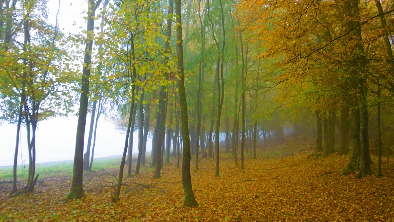 Green and Brown Trees on Brown Field During Daytime. Wallpaper in 1366x768 Resolution