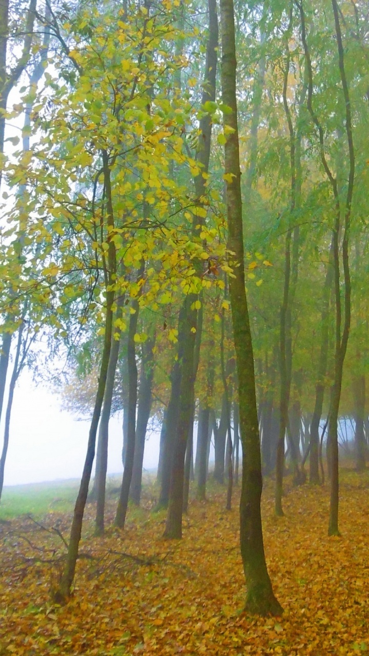 Green and Brown Trees on Brown Field During Daytime. Wallpaper in 720x1280 Resolution