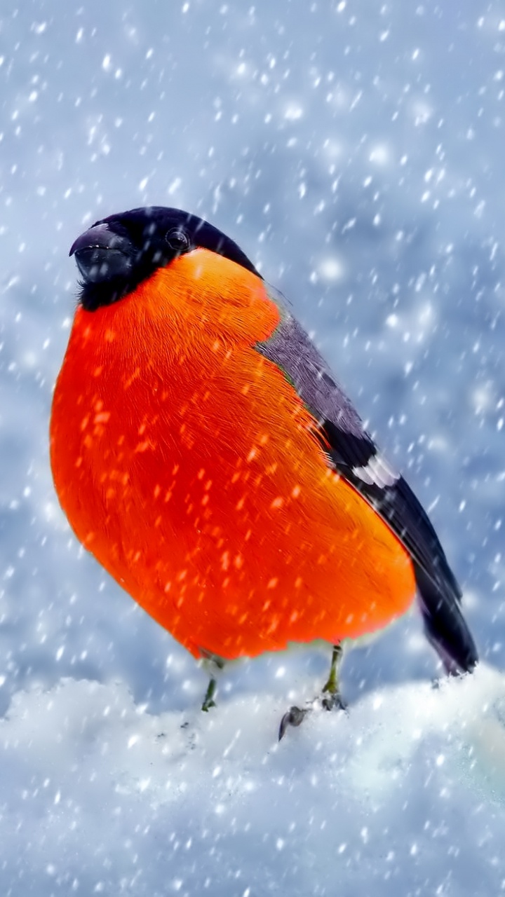 Pájaro Naranja y Negro Sobre Suelo Cubierto de Nieve. Wallpaper in 720x1280 Resolution