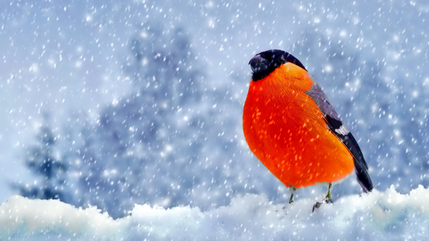 Orange and Black Bird on Snow Covered Ground. Wallpaper in 1366x768 Resolution