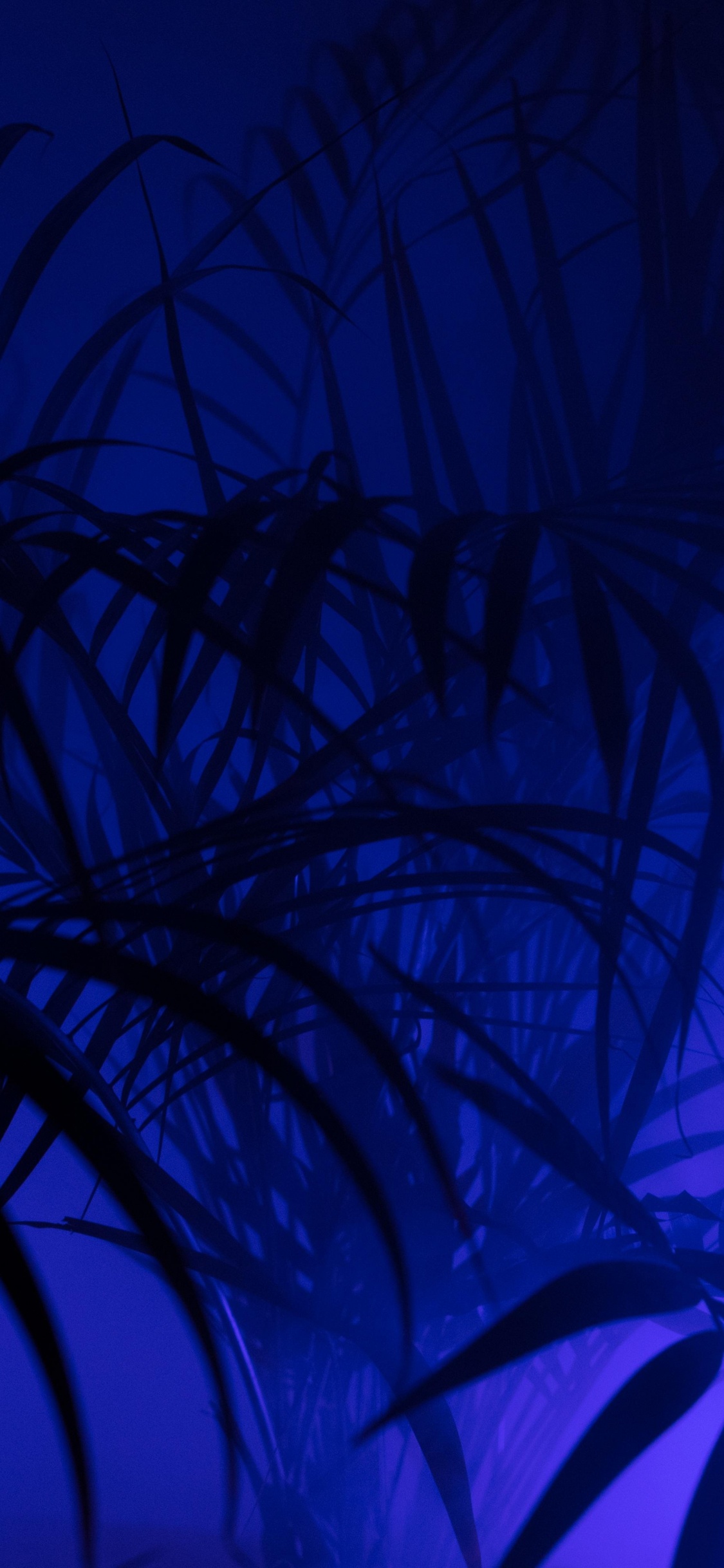 Grüne Pflanze in Blauem Hintergrund. Wallpaper in 1125x2436 Resolution