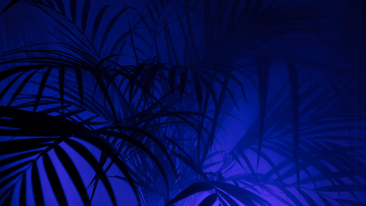 Grüne Pflanze in Blauem Hintergrund. Wallpaper in 1280x720 Resolution