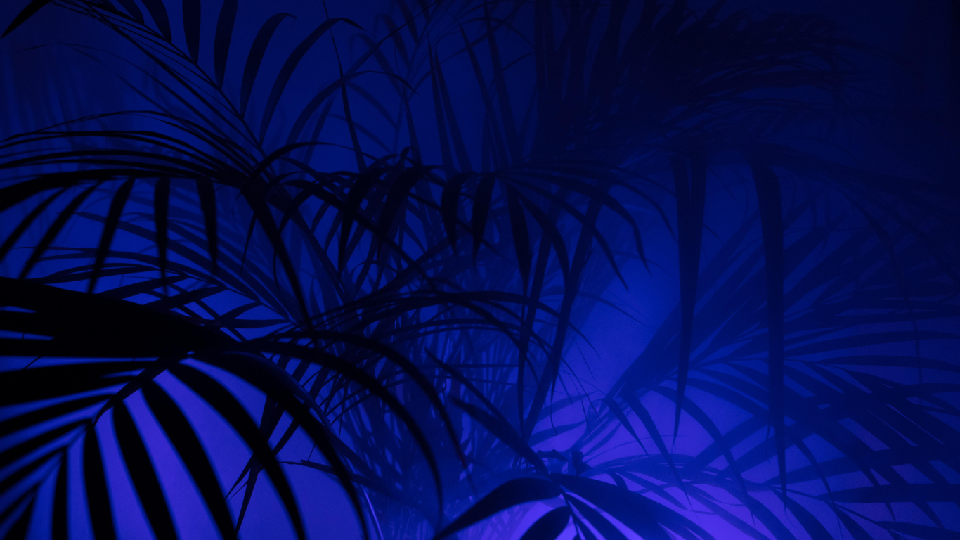 Grüne Pflanze in Blauem Hintergrund. Wallpaper in 1366x768 Resolution