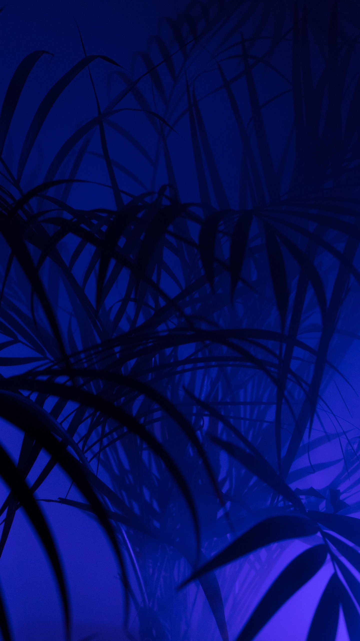 Grüne Pflanze in Blauem Hintergrund. Wallpaper in 1440x2560 Resolution