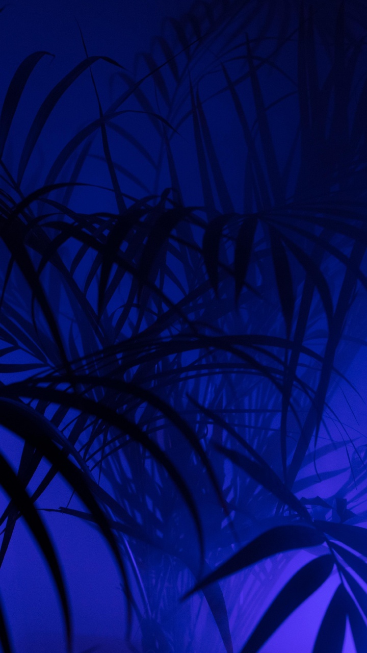 Grüne Pflanze in Blauem Hintergrund. Wallpaper in 720x1280 Resolution