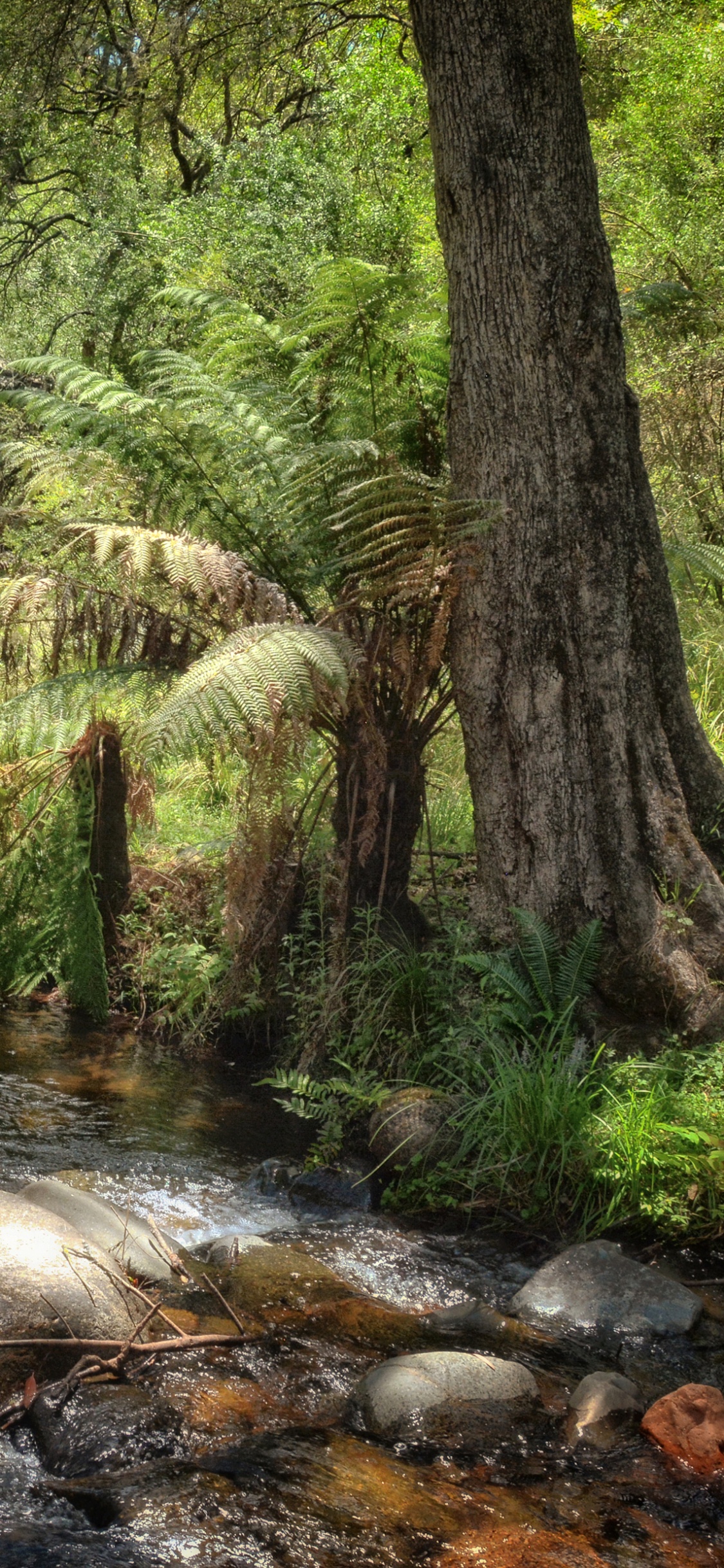 Green Trees and River During Daytime. Wallpaper in 1125x2436 Resolution
