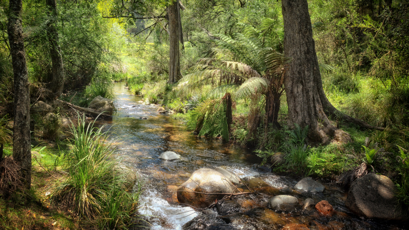 Green Trees and River During Daytime. Wallpaper in 1366x768 Resolution