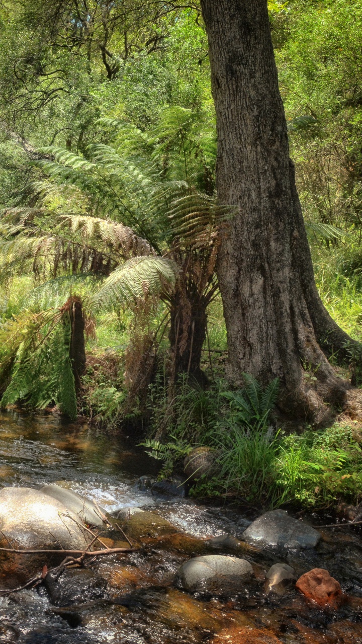 Green Trees and River During Daytime. Wallpaper in 720x1280 Resolution