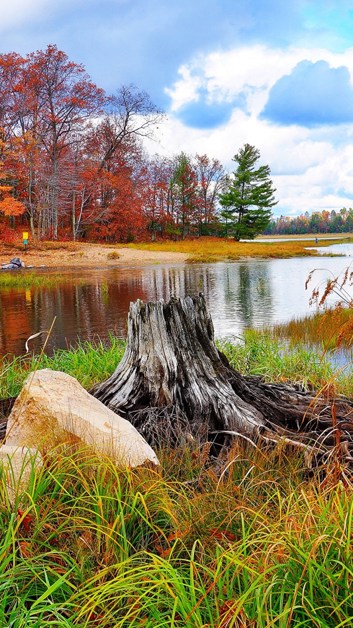 Journal D'arbre Brun Sur le Lac. Wallpaper in 720x1280 Resolution