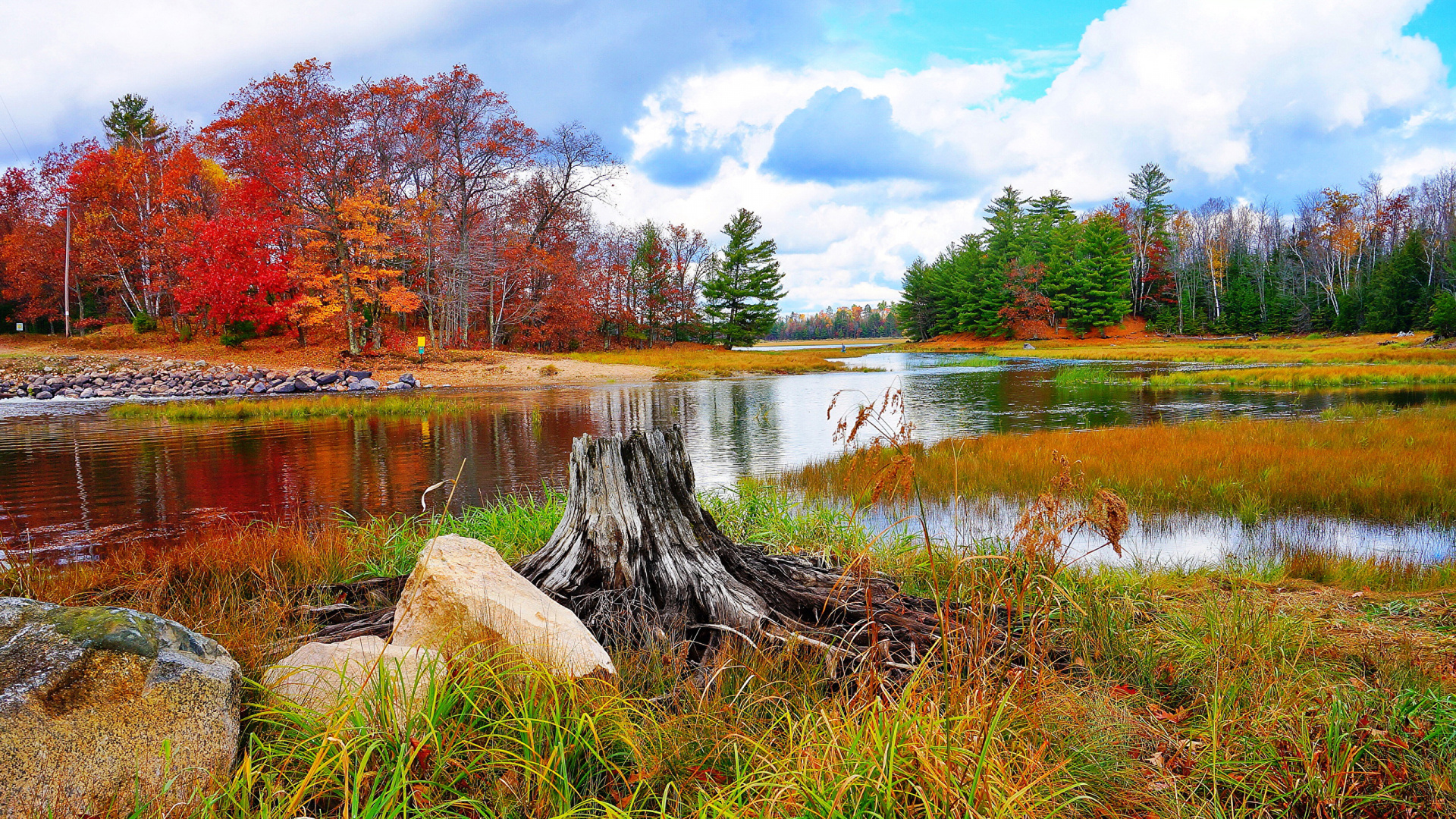 Brown Tree Log on Lake. Wallpaper in 1920x1080 Resolution