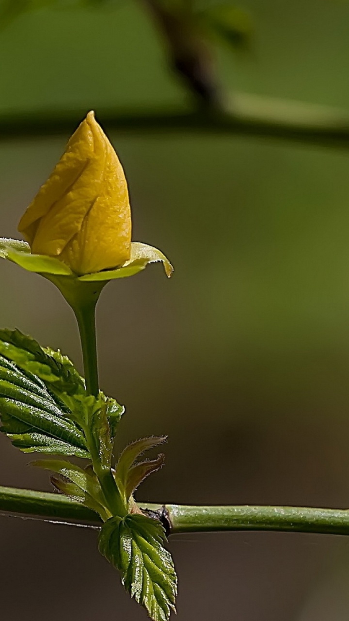 Gelbe Blume Auf Grünem Stiel. Wallpaper in 720x1280 Resolution