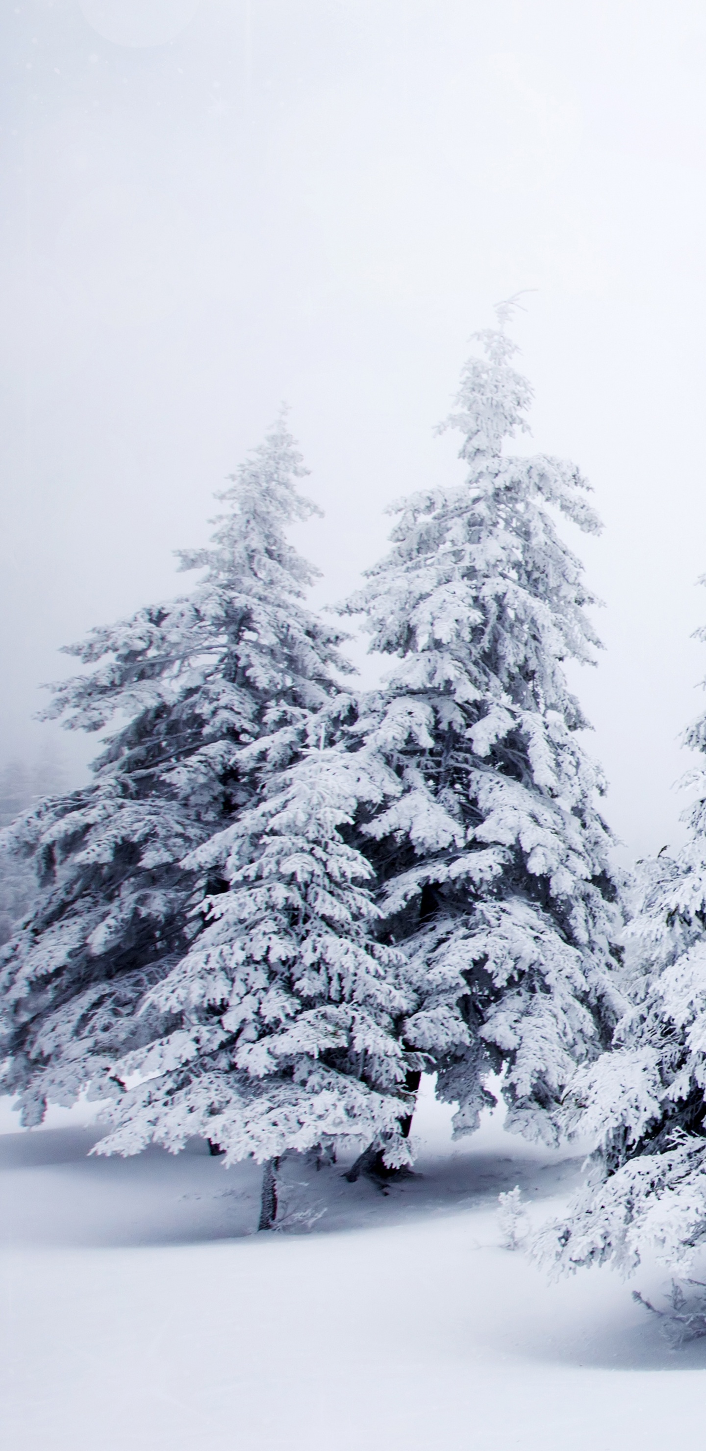 Pins Couverts de Neige Pendant la Journée. Wallpaper in 1440x2960 Resolution